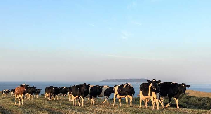 Craigs Farm Dairy